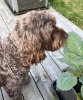 IMG_1287.jpeg
