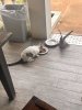 IMG_7650.jpeg