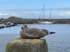 IMG_4299.jpeg