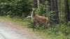 IMG_4342.jpeg